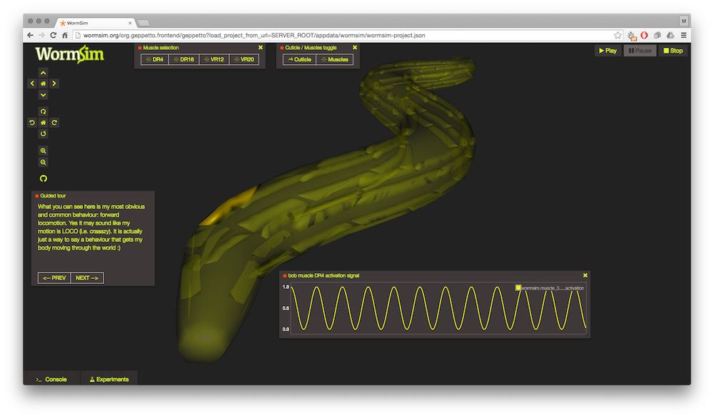 WormSim in Geppetto: a 3D C. elegans body-wall model mid-crawl, with a guided-tour panel and a muscle activation trace