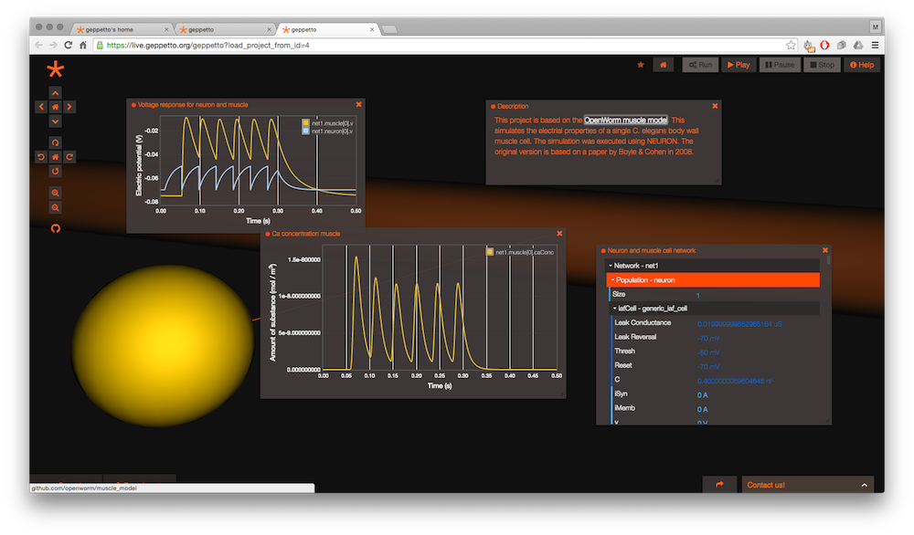 A single C. elegans body-wall muscle cell simulated in Geppetto, with voltage and calcium concentration plots and the model’s parameter tree