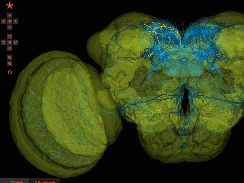Geppetto’s 3D viewer showing a Drosophila brain: translucent neuropil domains in yellow with individual neuron arbors traced through them in blue